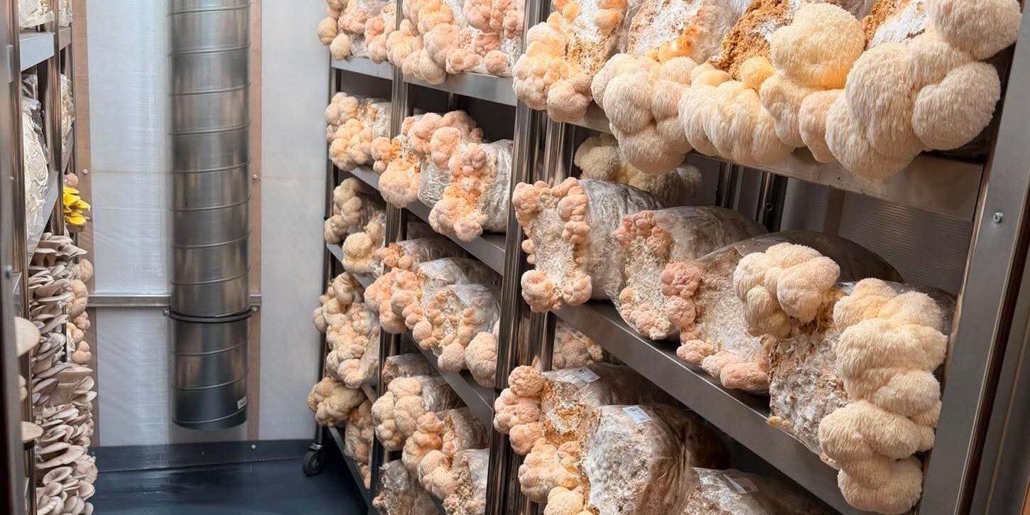 Lion’s mane mushrooms growing on blocks at the Bohemian Fungi urban farm in Prague