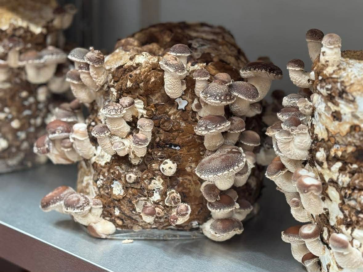 Čerstvé shiitake