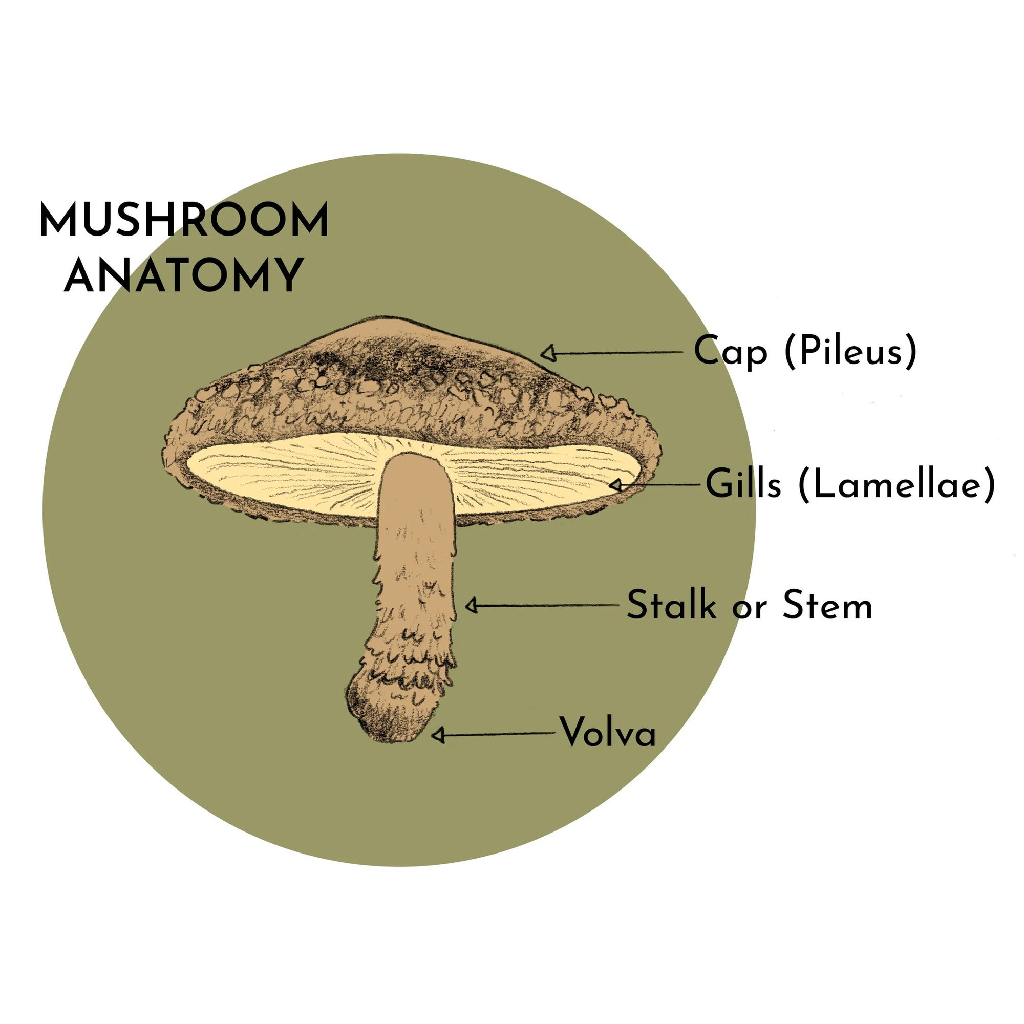 Why Some Mushrooms Fruit Earlier Than Others