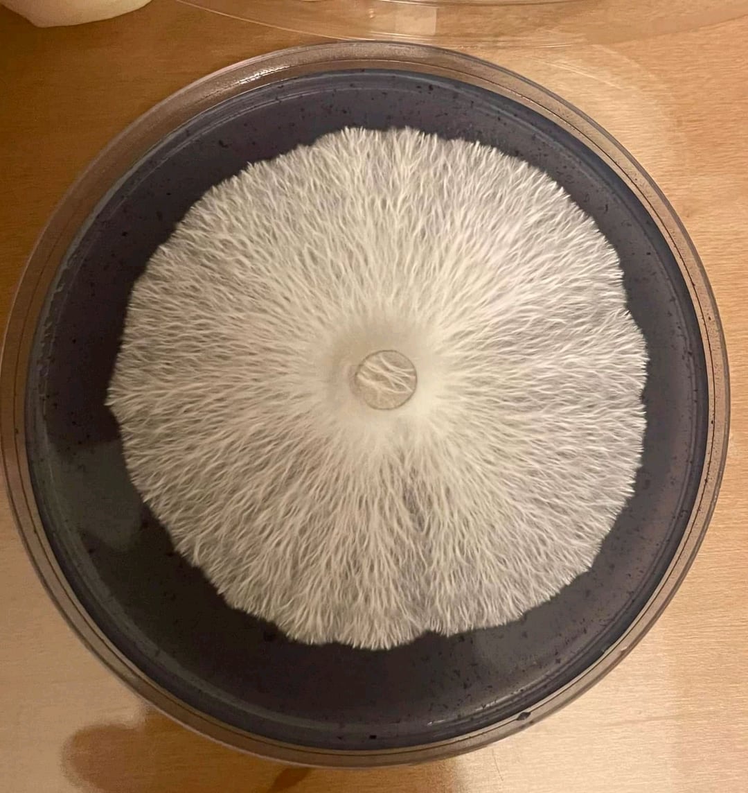 Understanding Agar Plates: How Mushroom Strains Are Isolated