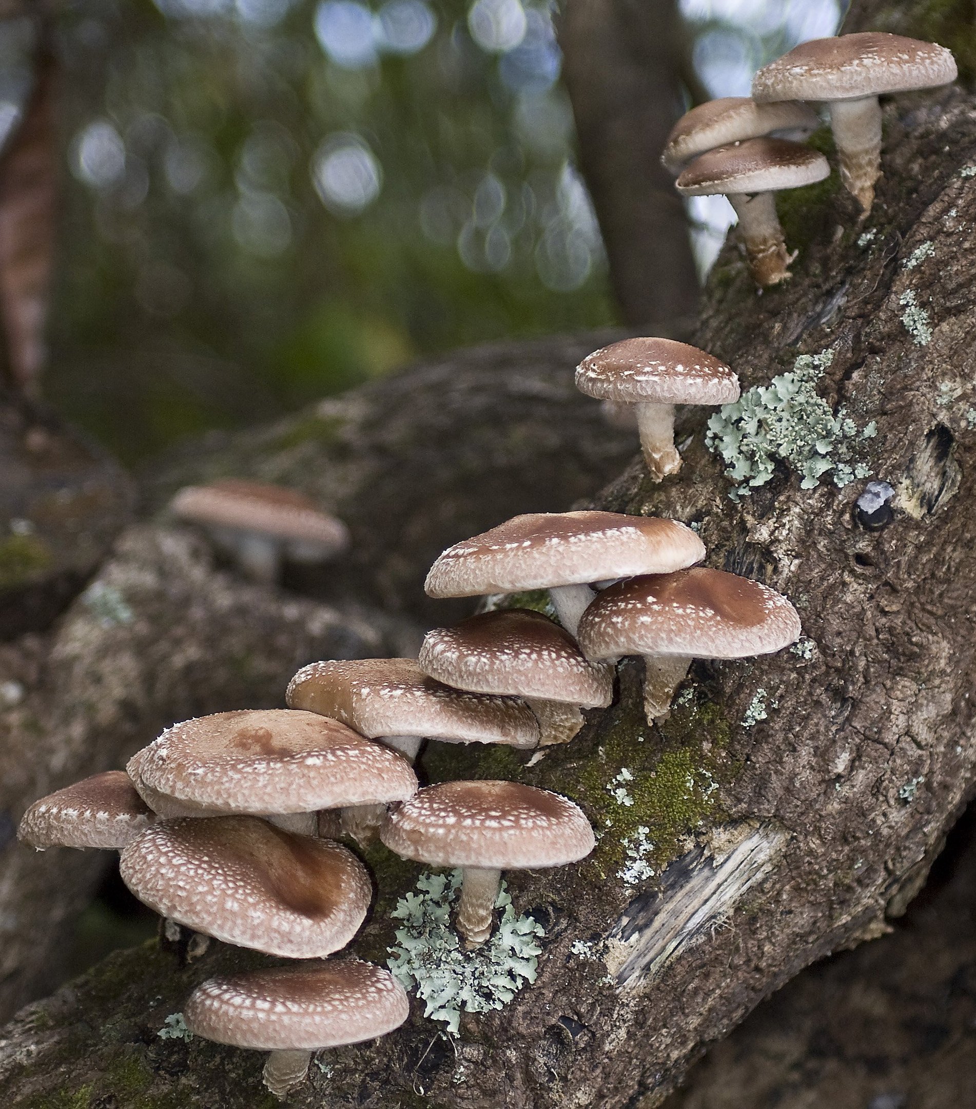 Zdravotní přínosy hub shiitake: Lahodný způsob, jak posílit imunitní systém