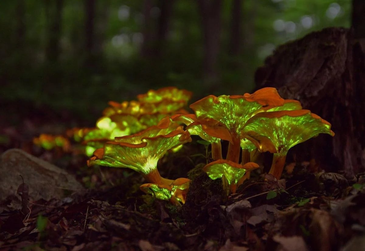 Why Some Mushrooms Glow in the Dark: The Science of Bioluminescence
